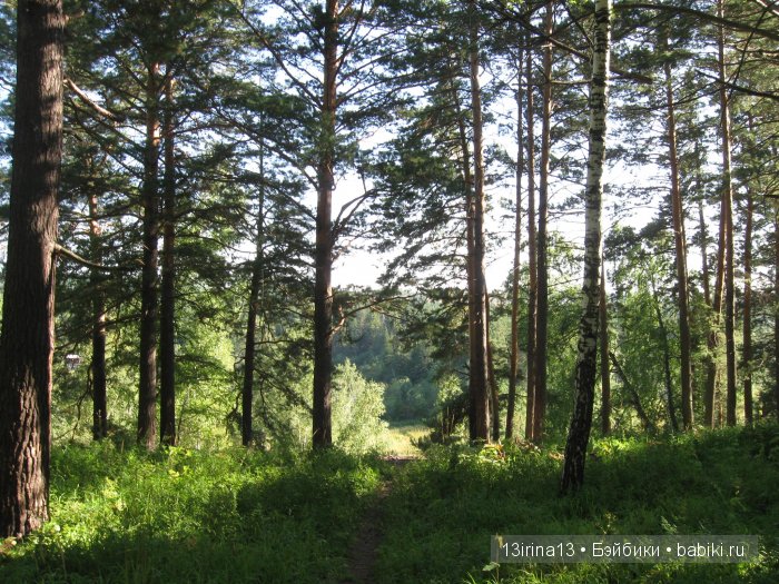 В тиши Сибирского августовского леса, 2 часть (фото 6)