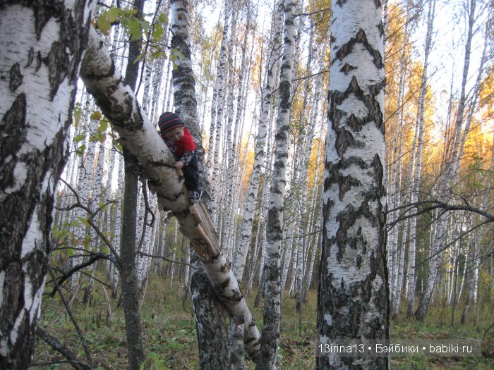 Прогулка в осеннем лесу чудесного, лучезарного малыша Адора