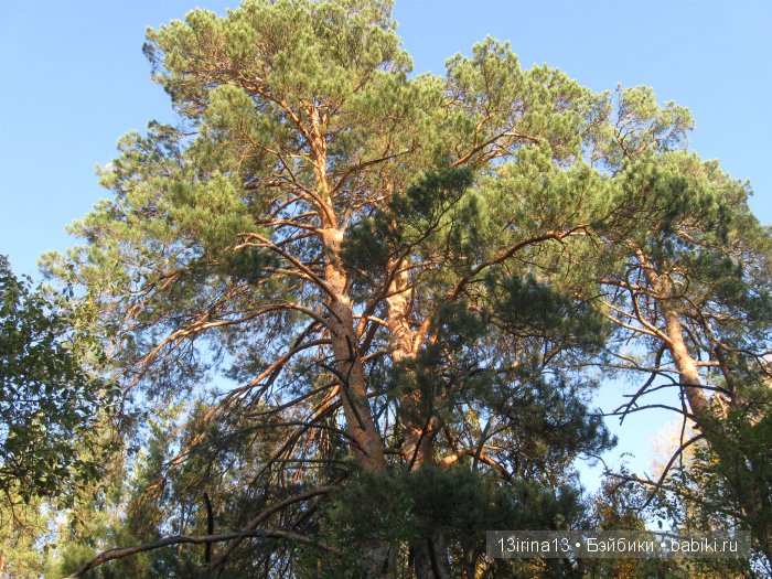 Мальчик Симон, девочка мини-Адорочка и осень