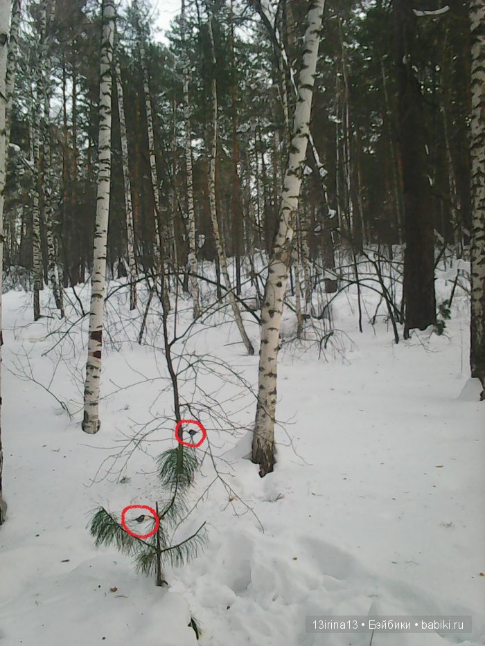 Интересное наблюдение за птицами у кормушки