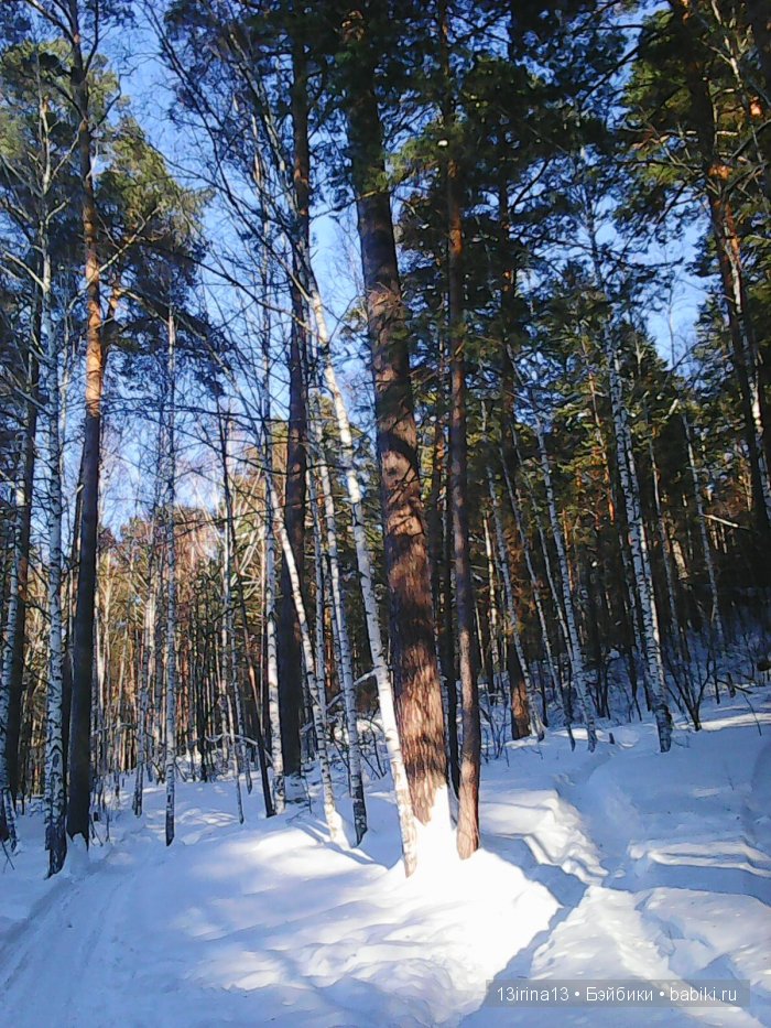 Интересное наблюдение за птицами у кормушки