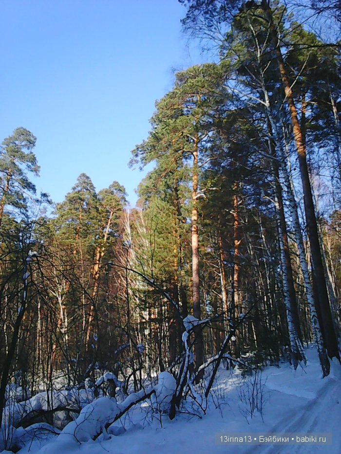 Интересное наблюдение за птицами у кормушки (фото 6)