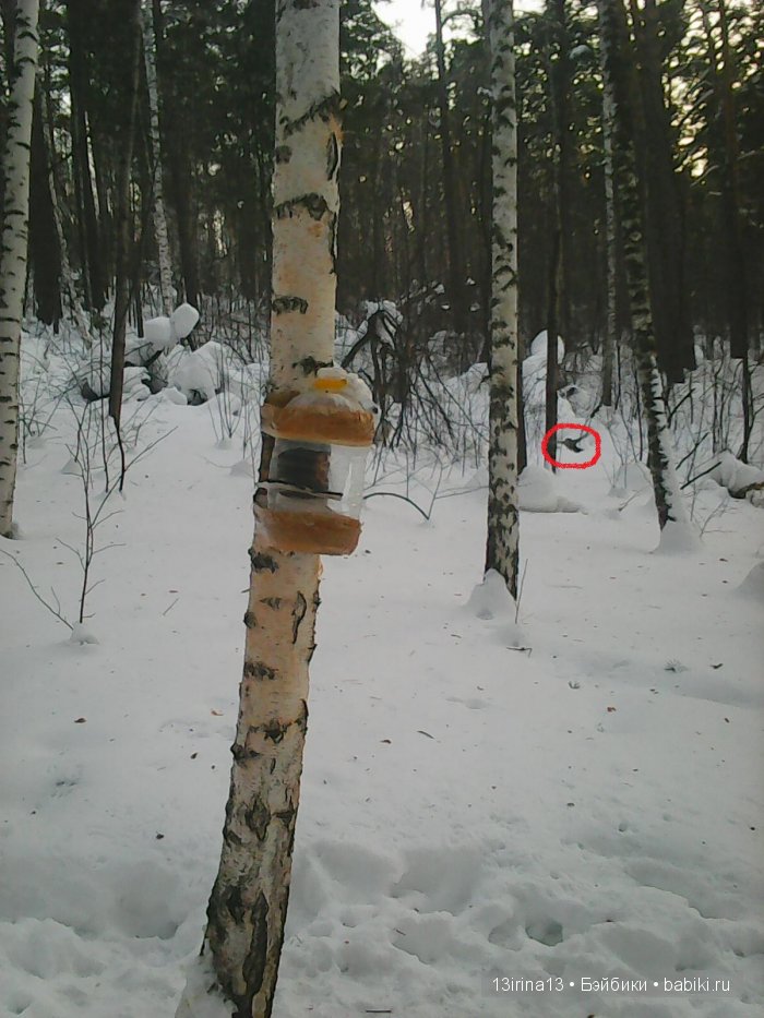 Интересное наблюдение за птицами у кормушки