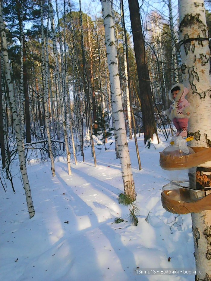 Интересное наблюдение за птицами у кормушки (фото 7)