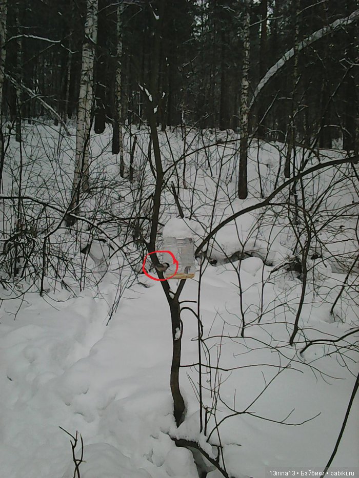 Интересное наблюдение за птицами у кормушки