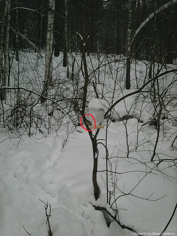 Интересное наблюдение за птицами у кормушки