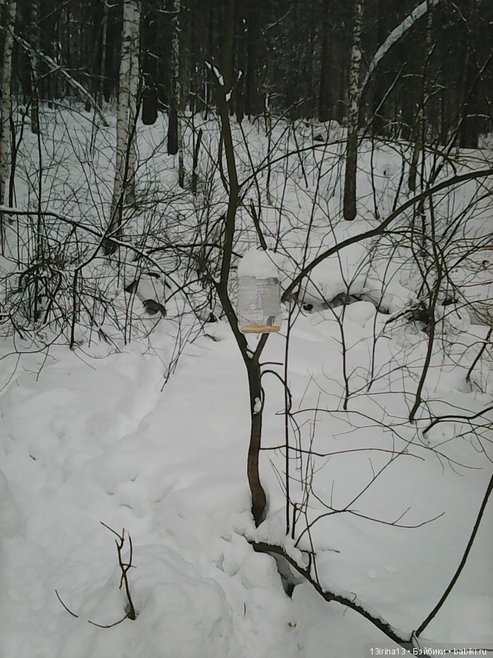 Интересное наблюдение за птицами у кормушки