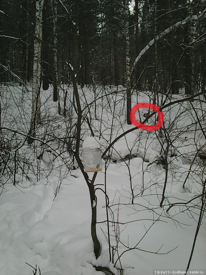 Интересное наблюдение за птицами у кормушки