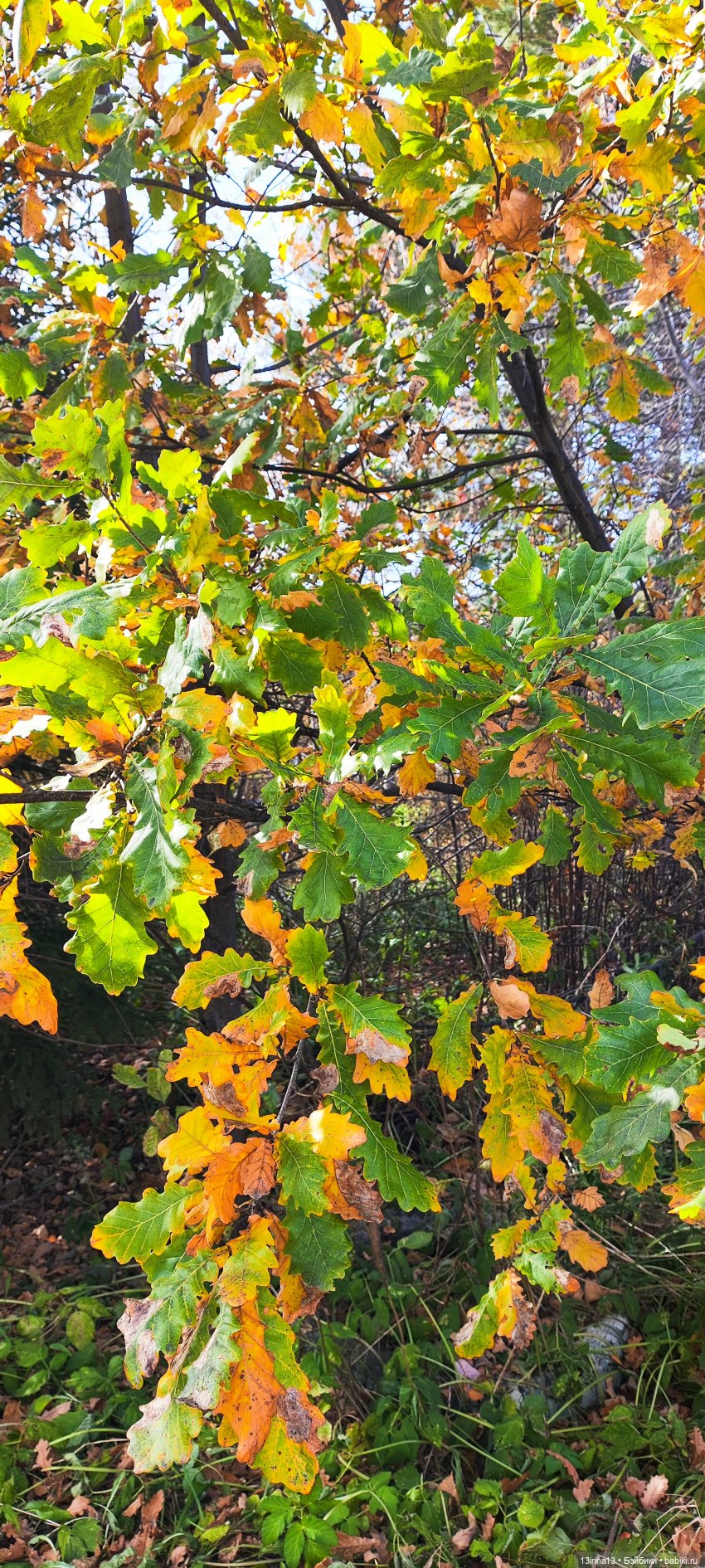 Встречаем октябрь — Болталка и разговоры обо всем: жизнь