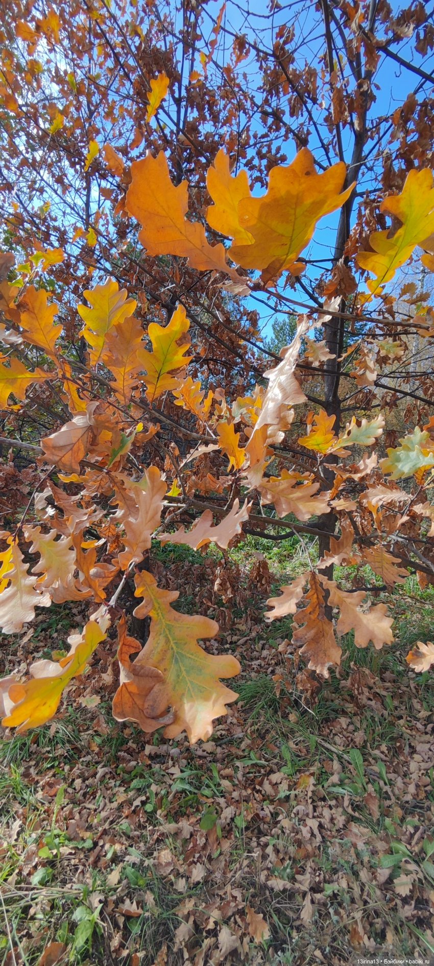 Встречаем октябрь — Болталка и разговоры обо всем: жизнь