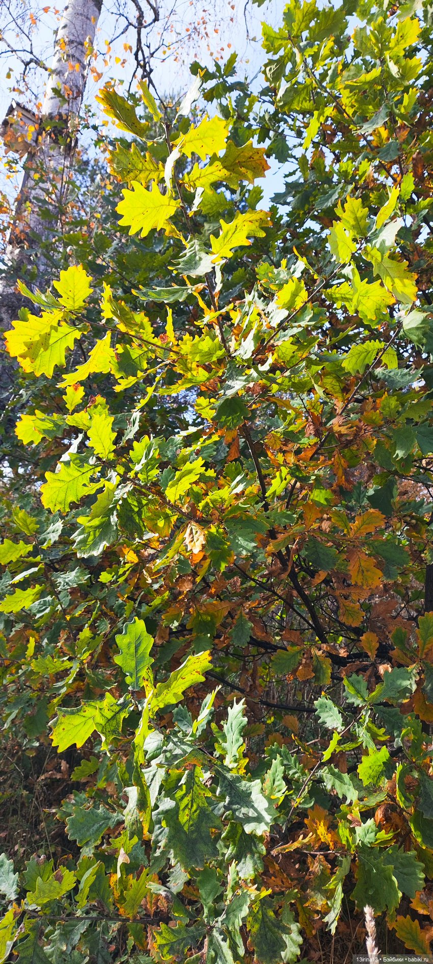 Встречаем октябрь — Болталка и разговоры обо всем: жизнь