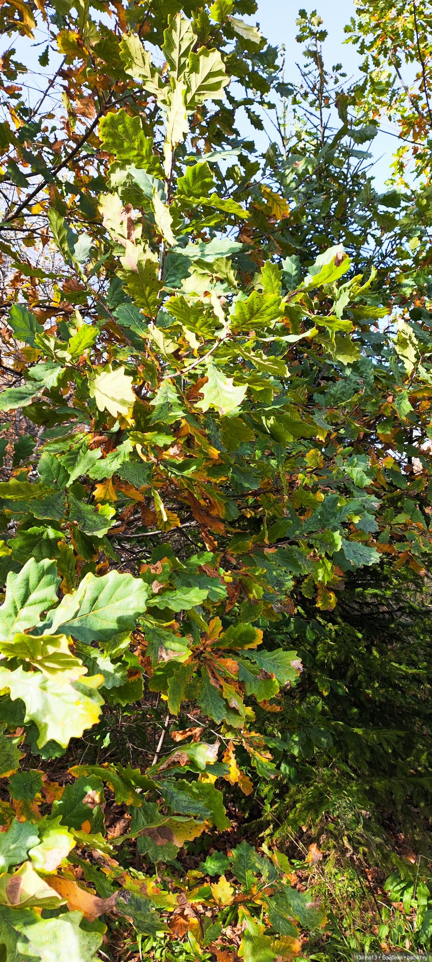 Встречаем октябрь — Болталка и разговоры обо всем: жизнь