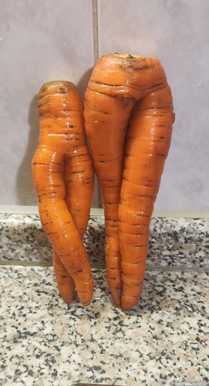 Морковная перезагрузка — Интересное и необычное: фотоподборки (фото 6)