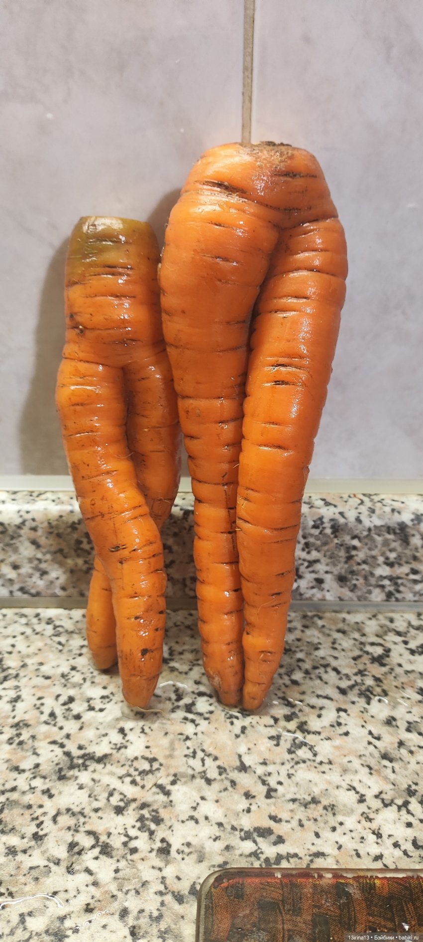 Морковная перезагрузка — Интересное и необычное: фотоподборки