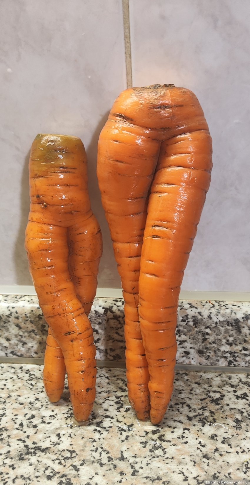 Морковная перезагрузка — Интересное и необычное: фотоподборки (фото 7)