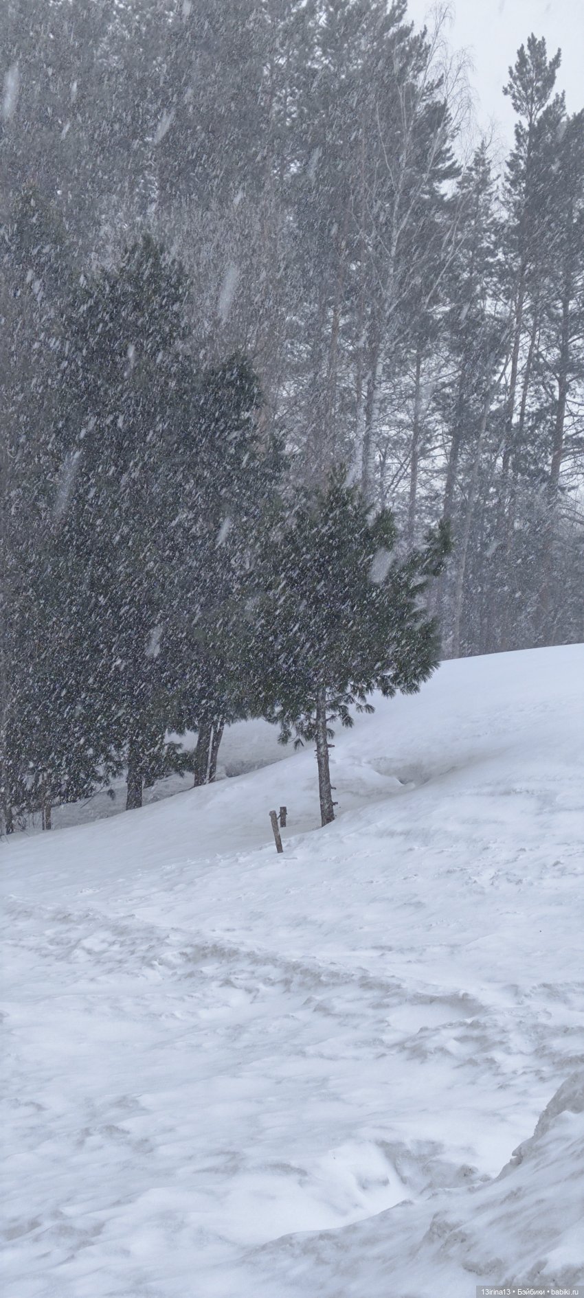 Снег, Капустка и кормушки (фото 2)