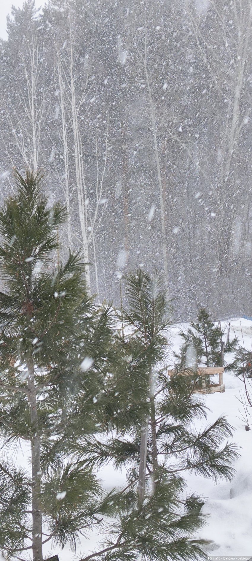 Снег, Капустка и кормушки
