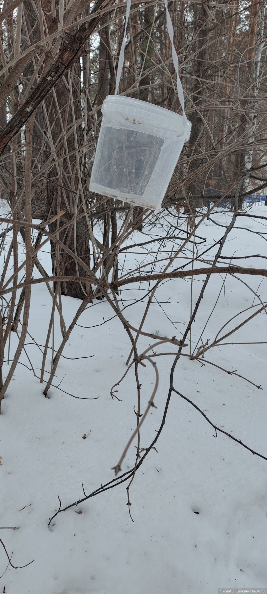 Снег, Капустка и кормушки