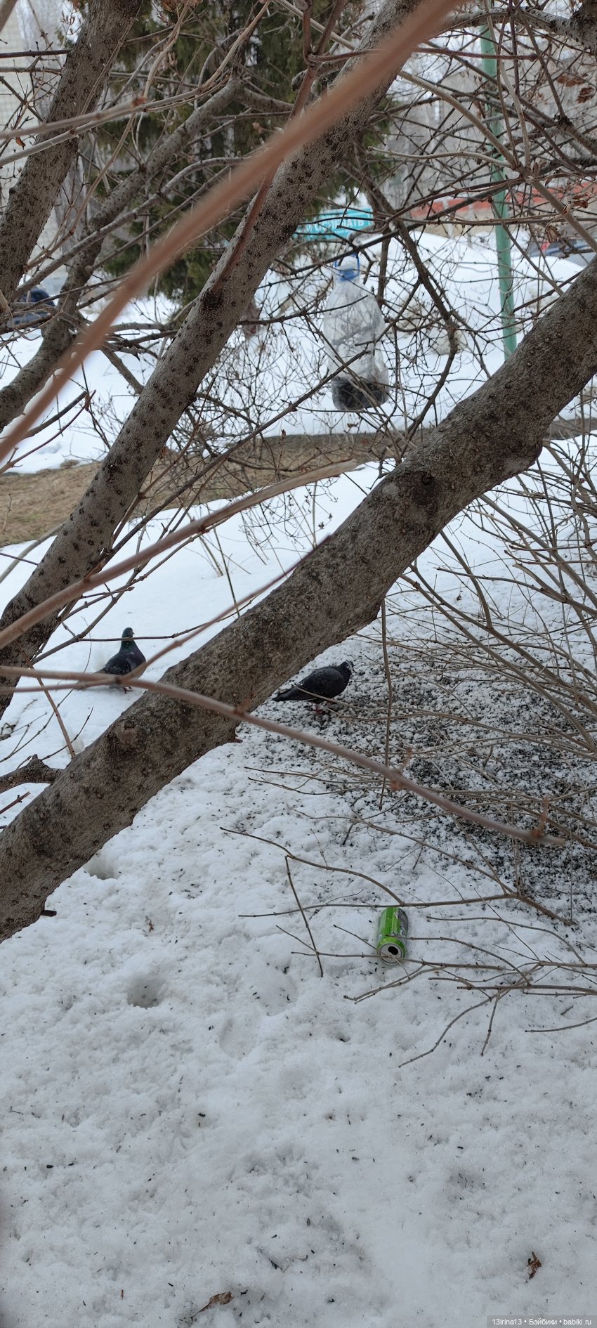 Снег, Капустка и кормушки