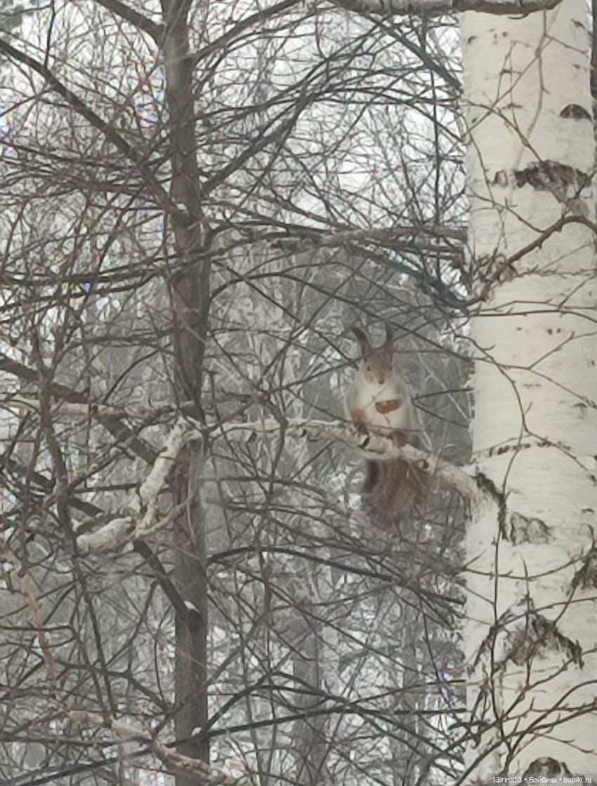 Снег, Капустка и кормушки