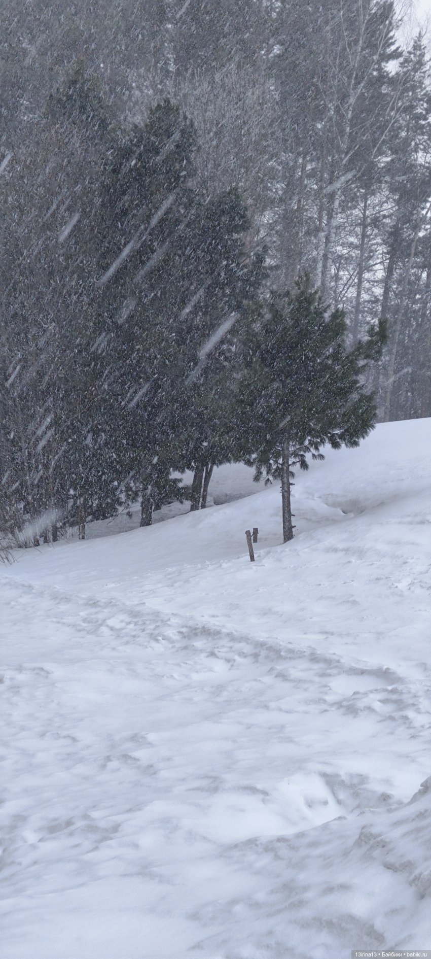 Снег, Капустка и кормушки (фото 3)