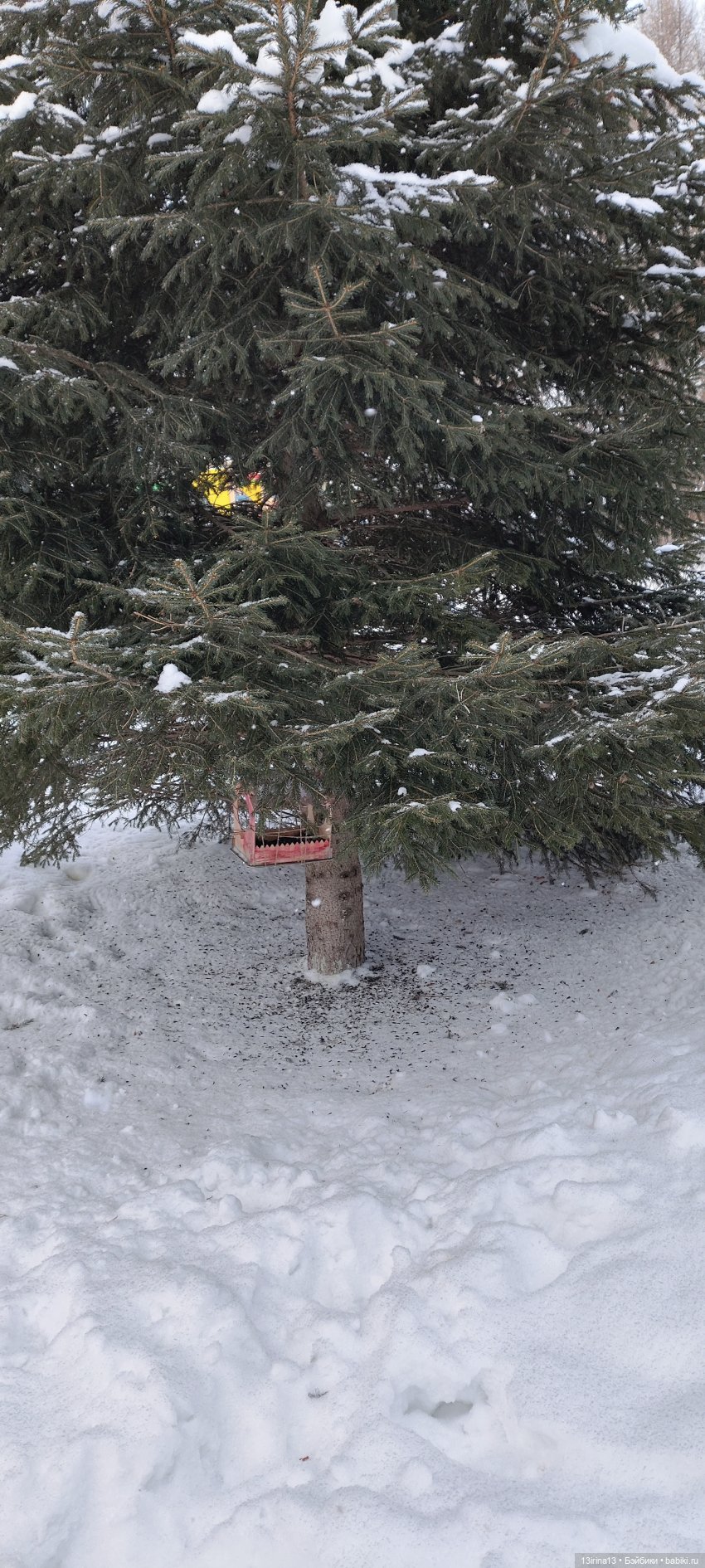 Снег, Капустка и кормушки (фото 7)