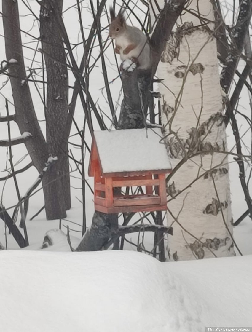 Снег, Капустка и кормушки