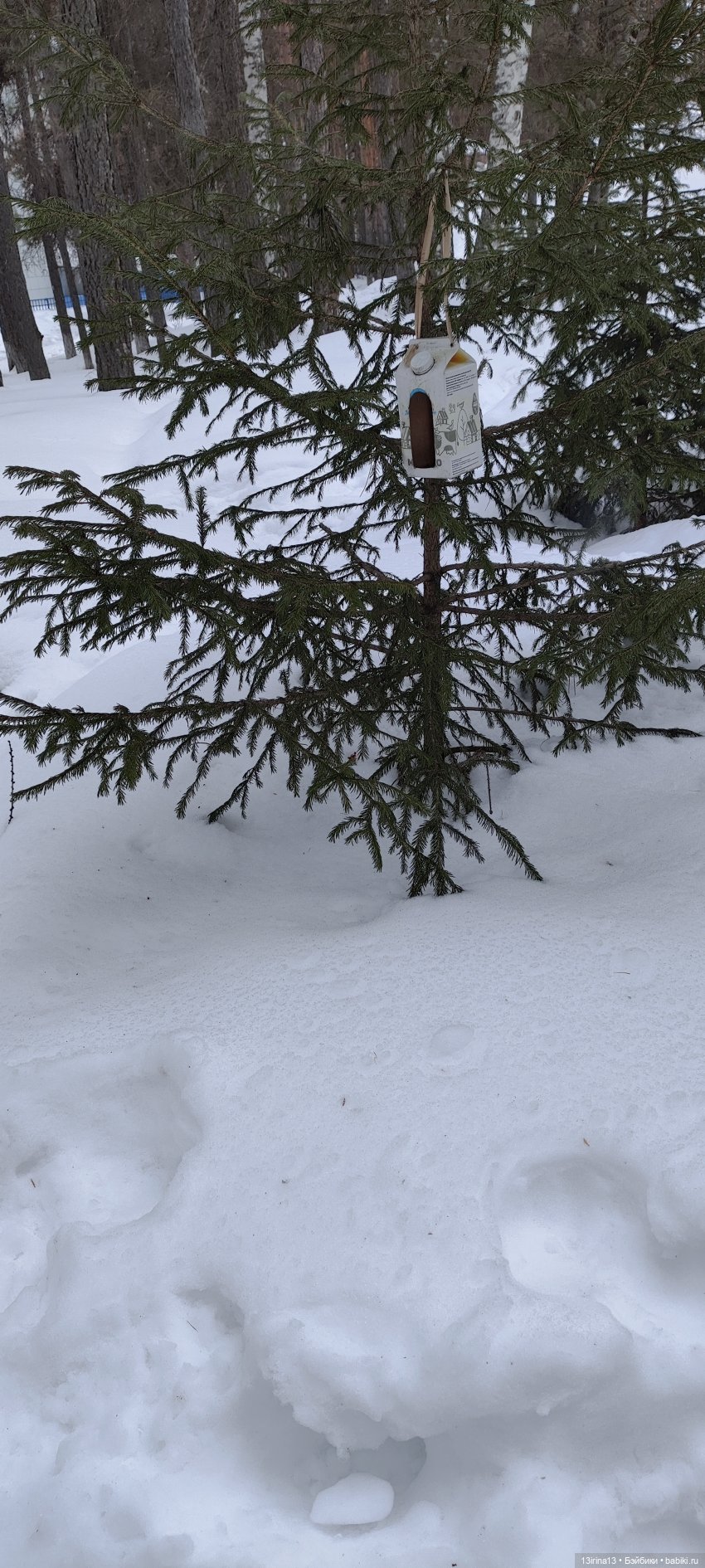 Снег, Капустка и кормушки