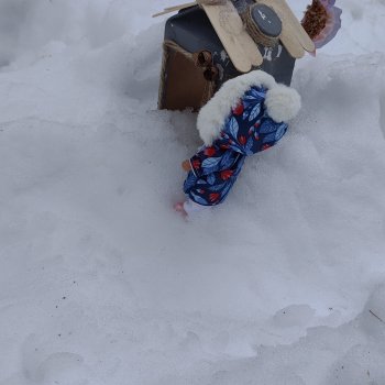 Снег, Капустка и кормушки