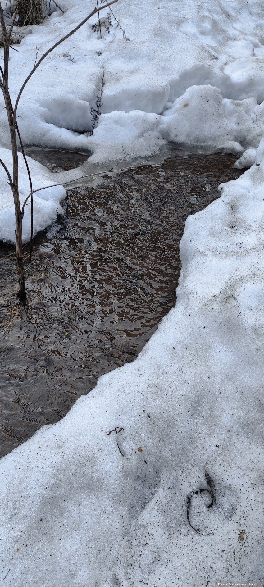 Сбежавшие пингвины — В мире животных: смешные фото питомцев и зверей (фото 5)