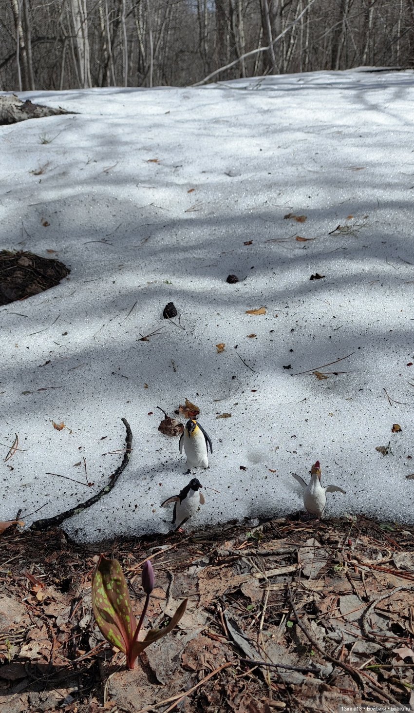 Сбежавшие пингвины — В мире животных: смешные фото питомцев и зверей (фото 8)