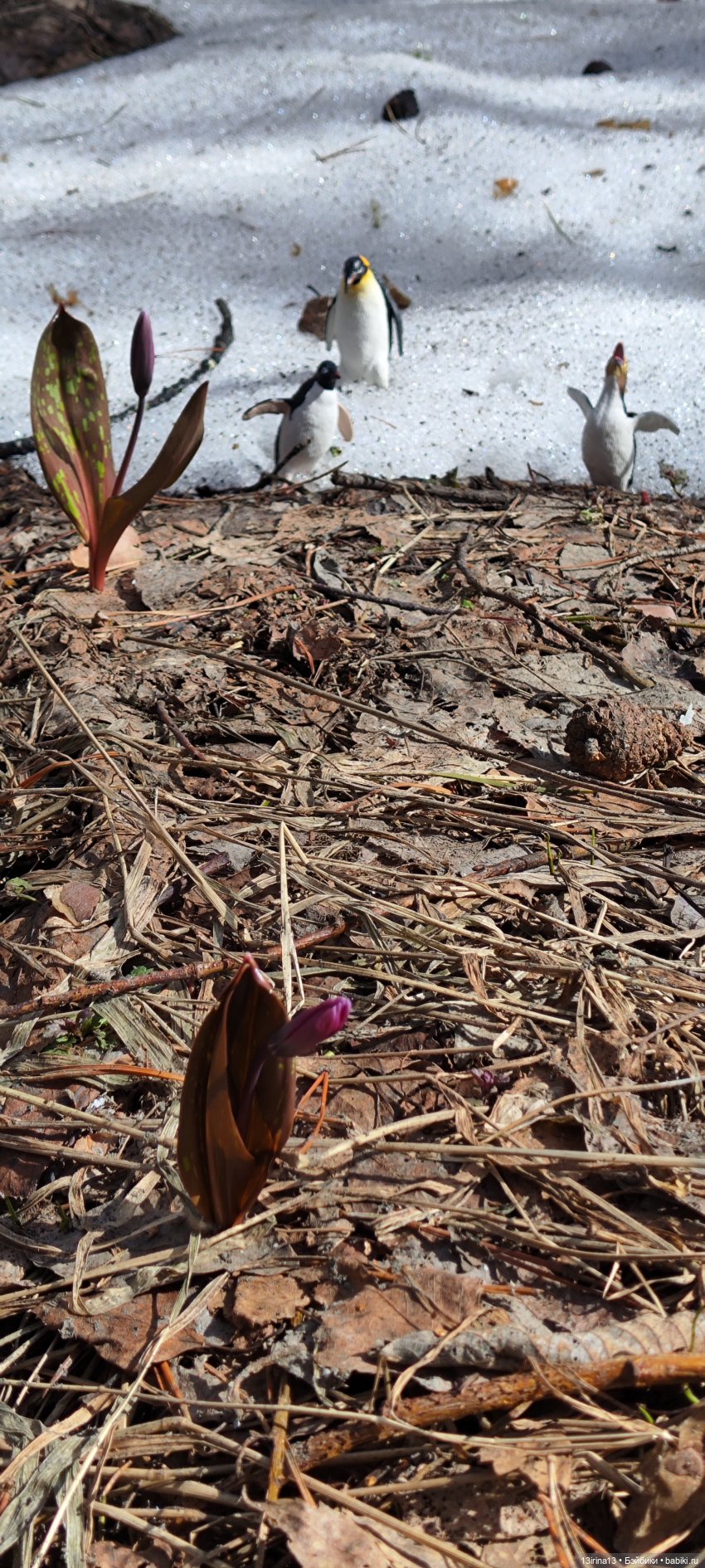 Сбежавшие пингвины — В мире животных: смешные фото питомцев и зверей