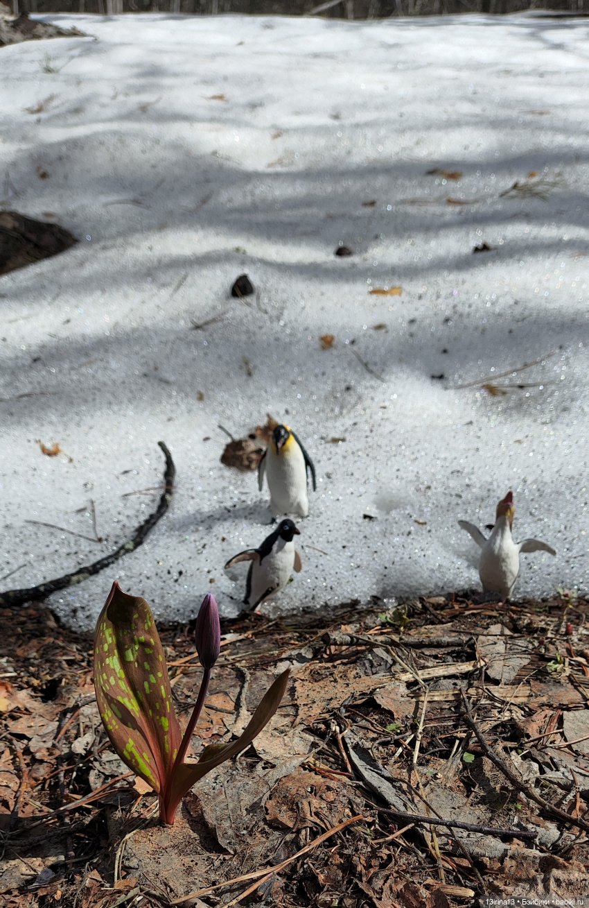 Сбежавшие пингвины — В мире животных: смешные фото питомцев и зверей (фото 9)