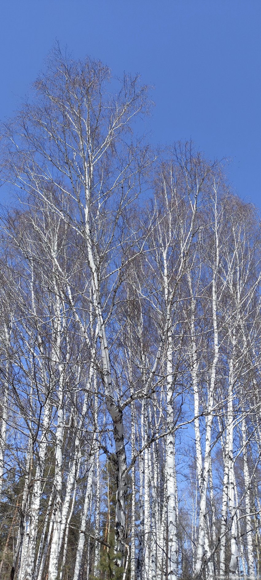Сбежавшие пингвины — В мире животных: смешные фото питомцев и зверей