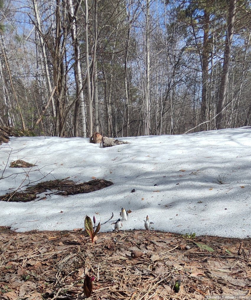 Сбежавшие пингвины — В мире животных: смешные фото питомцев и зверей (фото 6)