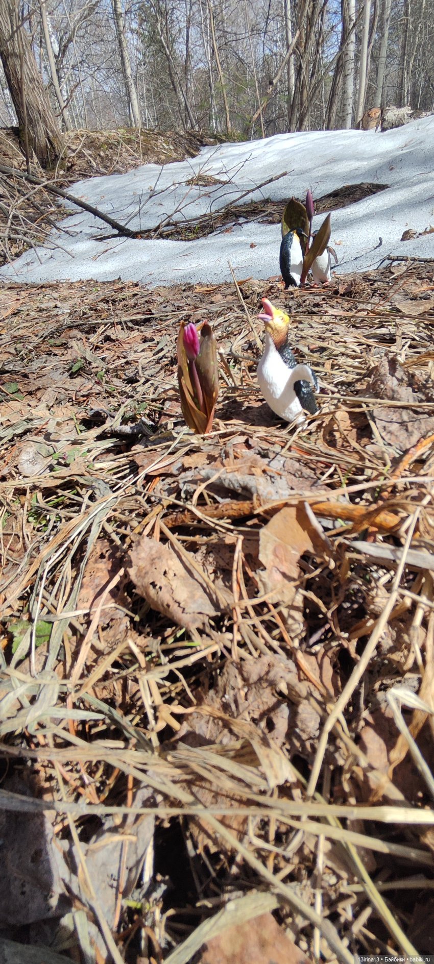 Сбежавшие пингвины — В мире животных: смешные фото питомцев и зверей