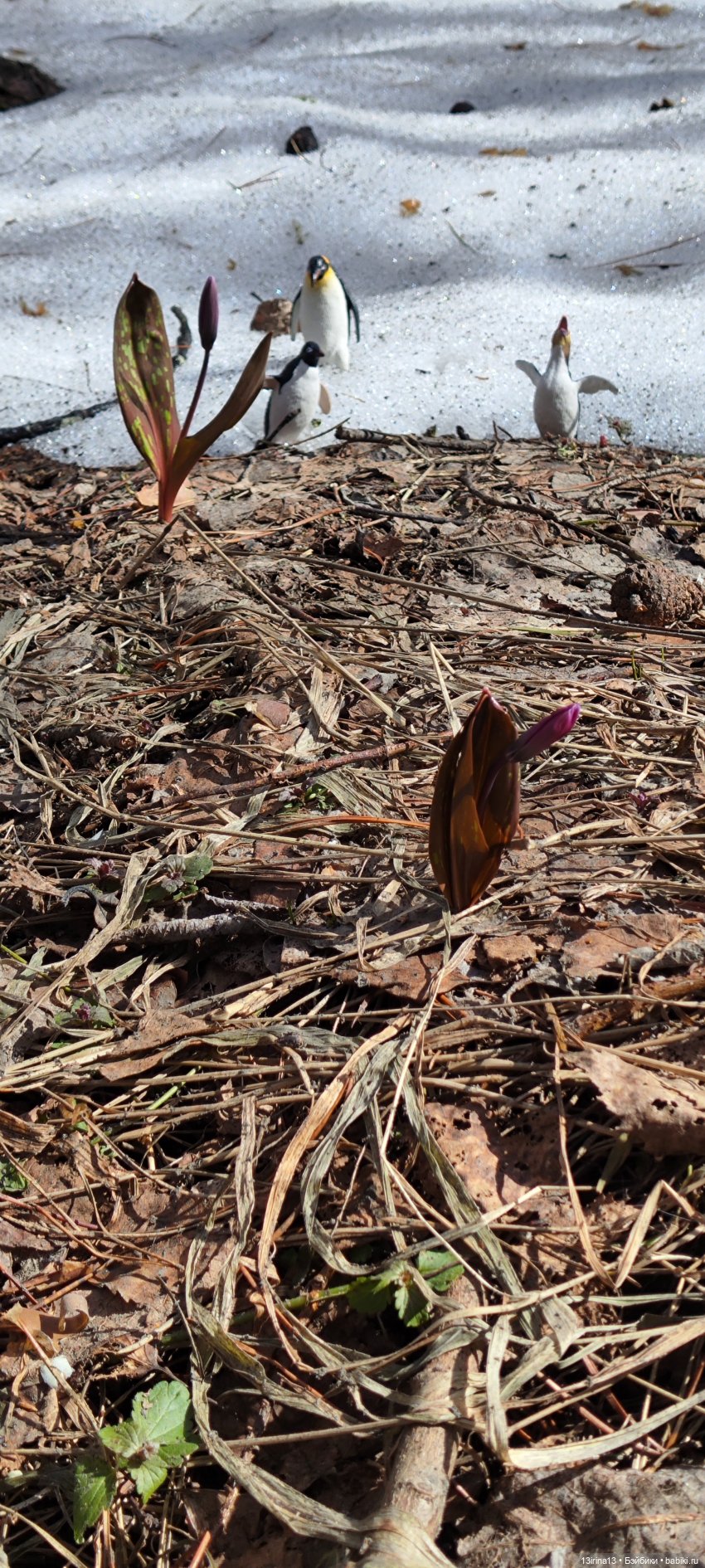 Сбежавшие пингвины — В мире животных: смешные фото питомцев и зверей