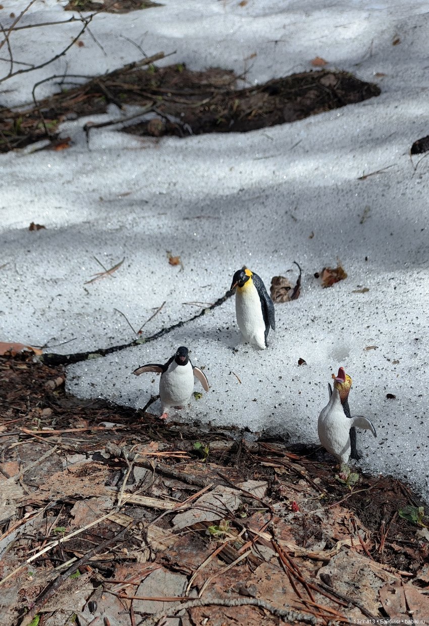 Сбежавшие пингвины — В мире животных: смешные фото питомцев и зверей (фото 10)