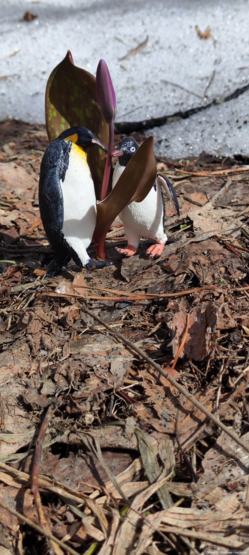 Сбежавшие пингвины — В мире животных: смешные фото питомцев и зверей