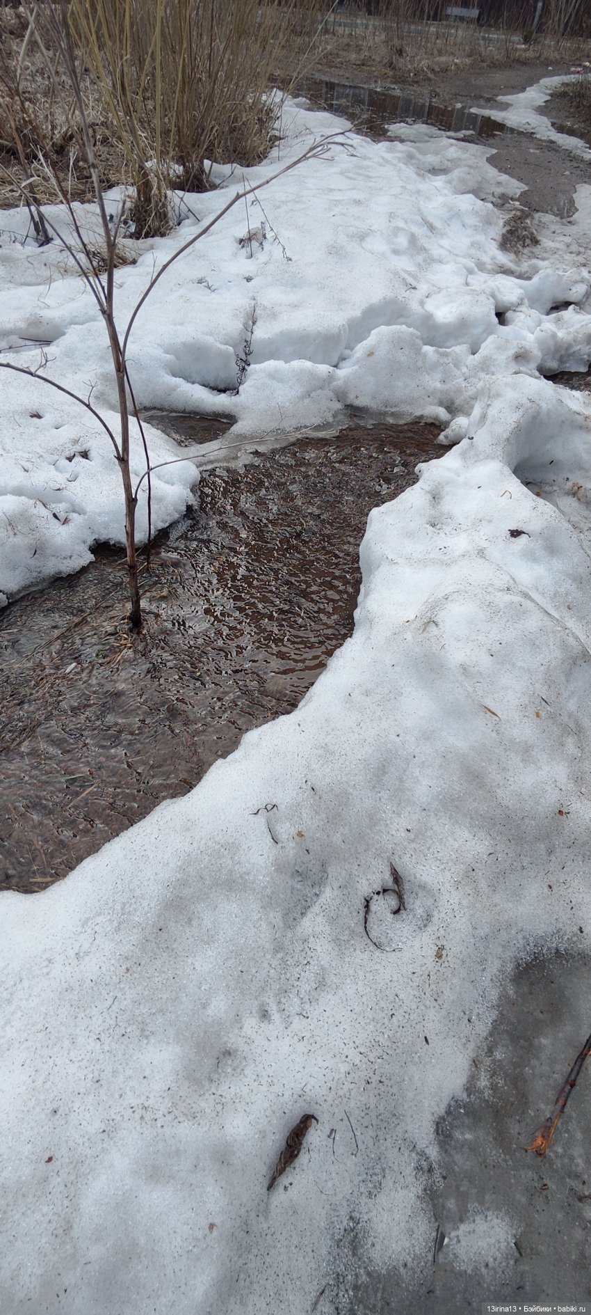 Сбежавшие пингвины — В мире животных: смешные фото питомцев и зверей (фото 4)