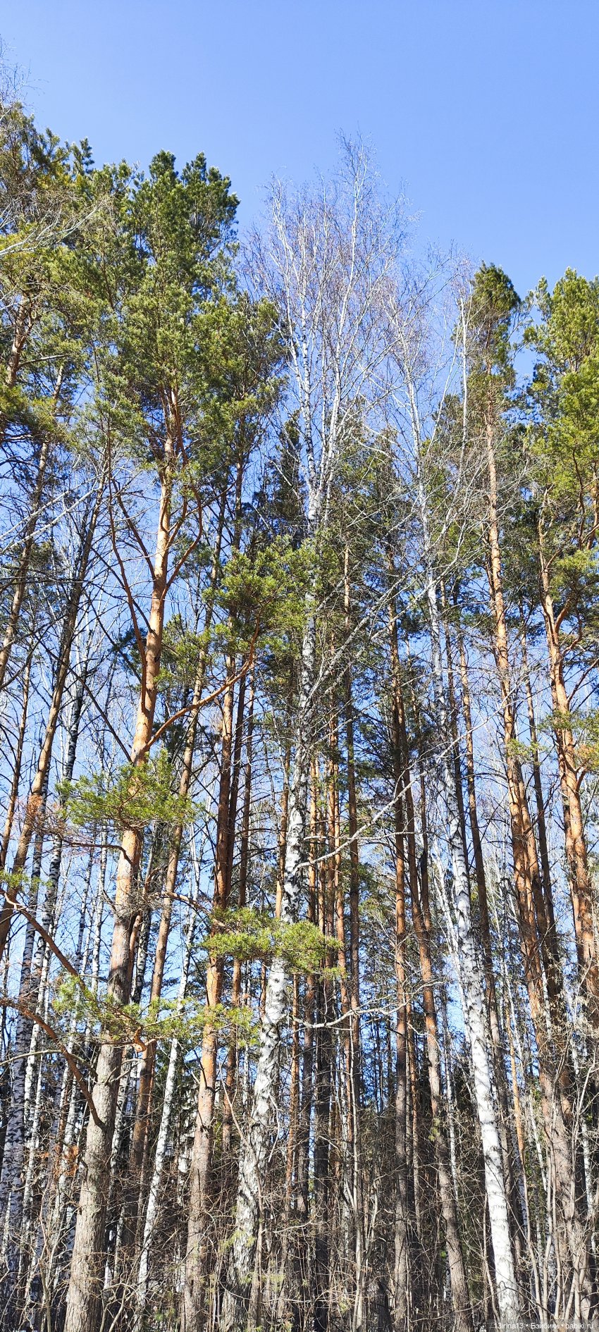 Сбежавшие пингвины — В мире животных: смешные фото питомцев и зверей (фото 2)