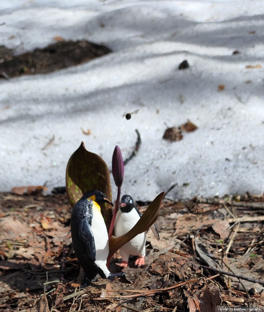 Сбежавшие пингвины — В мире животных: смешные фото питомцев и зверей