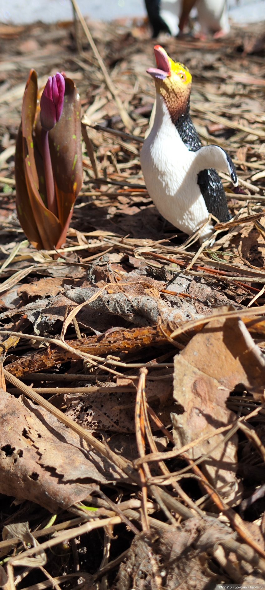 Сбежавшие пингвины — В мире животных: смешные фото питомцев и зверей