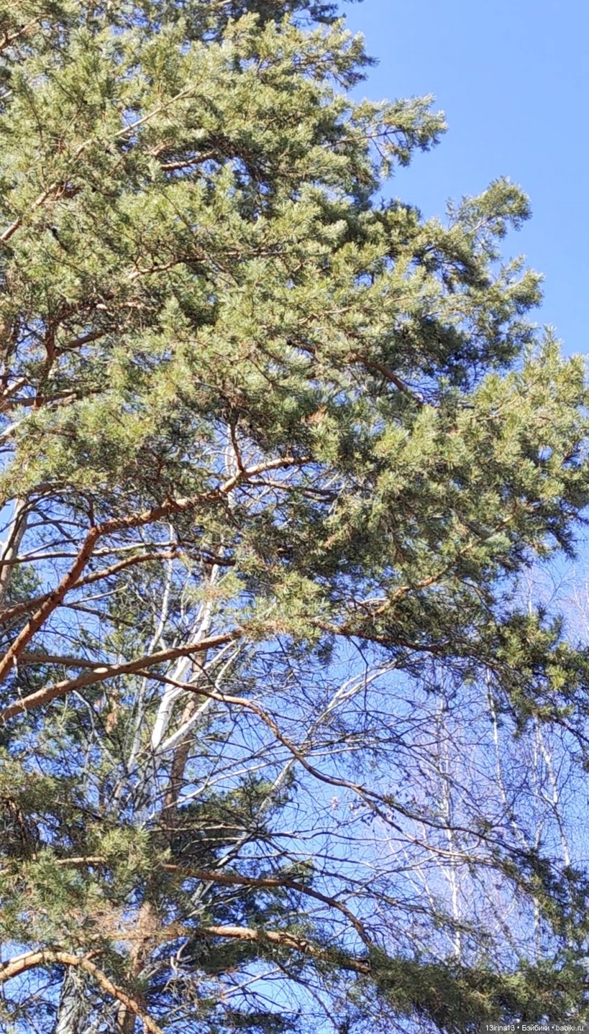 Сбежавшие пингвины — В мире животных: смешные фото питомцев и зверей (фото 3)