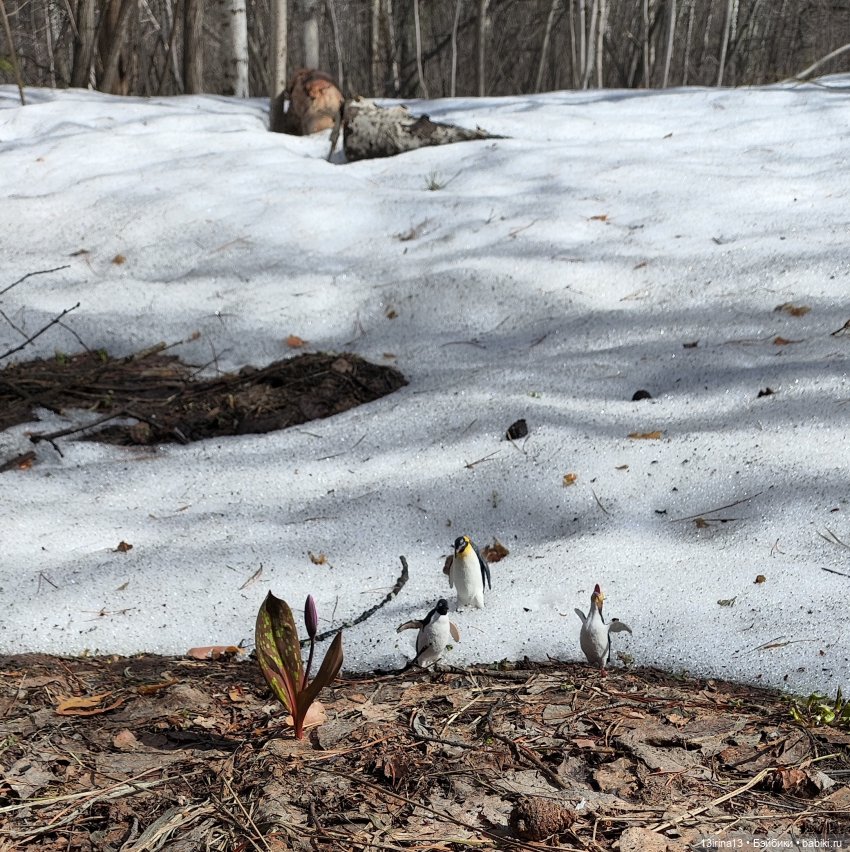Сбежавшие пингвины — В мире животных: смешные фото питомцев и зверей (фото 7)