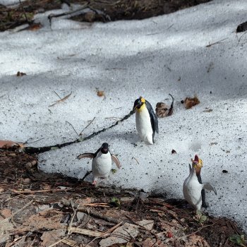 Сбежавшие пингвины