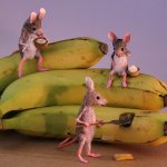 Мышиный дом или Жизнь замечательных мышей. Авторские игрушки в книжной иллюстрации. Мэгги Руди (Maggie Rudy) - "Mouses Houses" ☝️