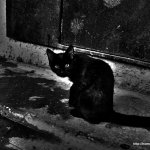 Мне вслед глядит душа кошачья...  4 октября - день памяти святого Франциска и Международный день животных