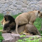 Подкаблучники всех стран, соединяйтесь!!! Высокие, высокие отношения  или Муля, не нервируй меня. Предпраздничная болталка.