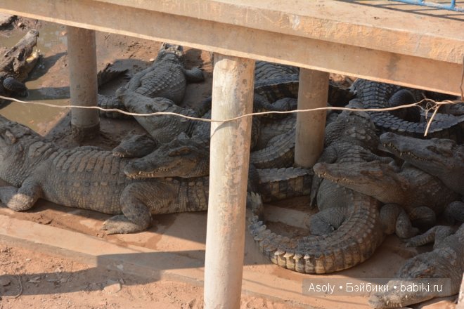 Путешествие в Тайланд — Куклы Fairyland (ФэйриЛэнд): BJD (БЖД)